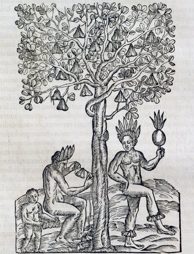 Nana Fruit, Tropical Medicinal Plant, from Universal Cosmology by Andre Thevet