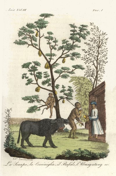 Mustard Plant with Cochineal Beetles, Jackfruit Tree, Water Buffalo and Orangutan by Andrea Bernieri