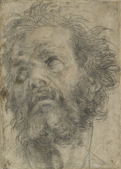 A Head of a Man by Andrea del Sarto