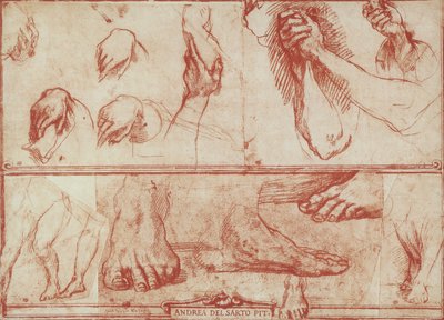Study of hands and feet for the Last Supper of San Salvi by Andrea del Sarto