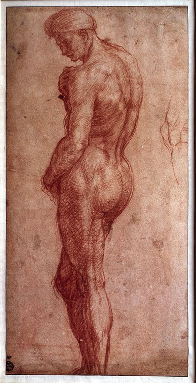 Study of Male Nude by Andrea del Sarto