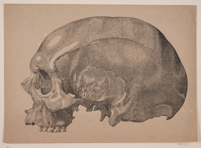 Skull by Andreas Flinch