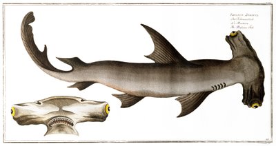 Hammerhead Shark (Balance Fish), published by Black by Andreas Ludwig Kruger