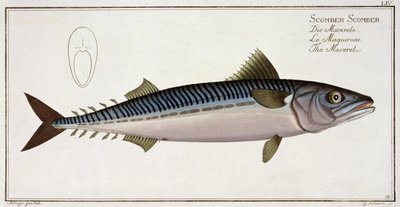 Mackerel (Scomber Scomber) plate LIV from 