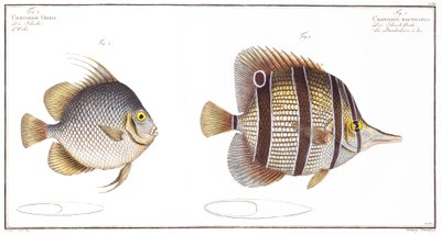Orb Fish and Billed Fish, published by Black by Andreas Ludwig Kruger
