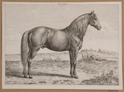 Rolf. A Horse in the Field by Andreas Peter Madsen