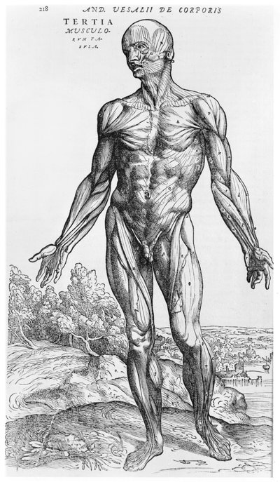 Anatomical Study, Illustration from 