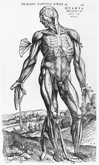 Anatomical Study, illustration from 