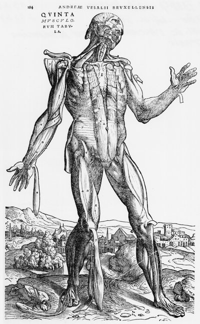 Anatomical Study, illustration from 