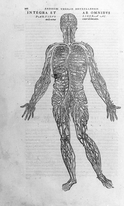 Andrea Vesalio (1514 - 1564), doctor of Charles V. “Humani corporis fabrica libri septem”, Basel 1543. by Andreas Vesalius