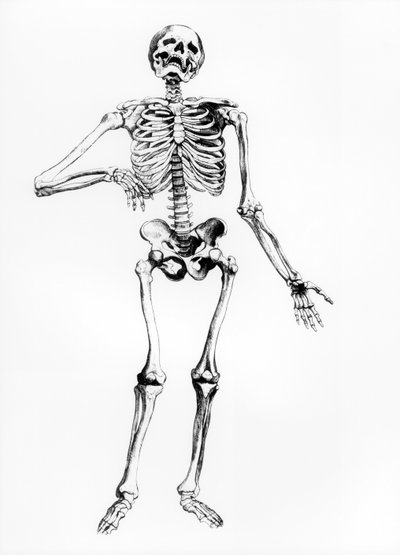 Human Skeleton by Andreas Vesalius