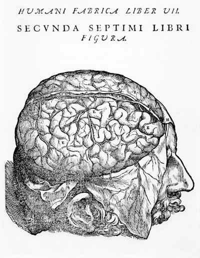 The Brain, illustration from 