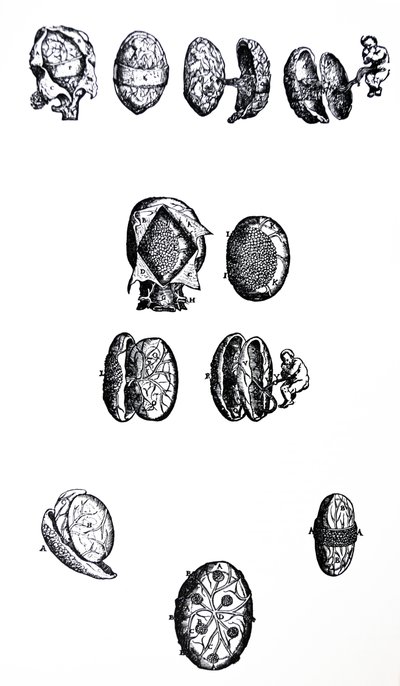The Plates from the Fifth Book of the De Humani Corporis Fabrica by Andreas Vesalius