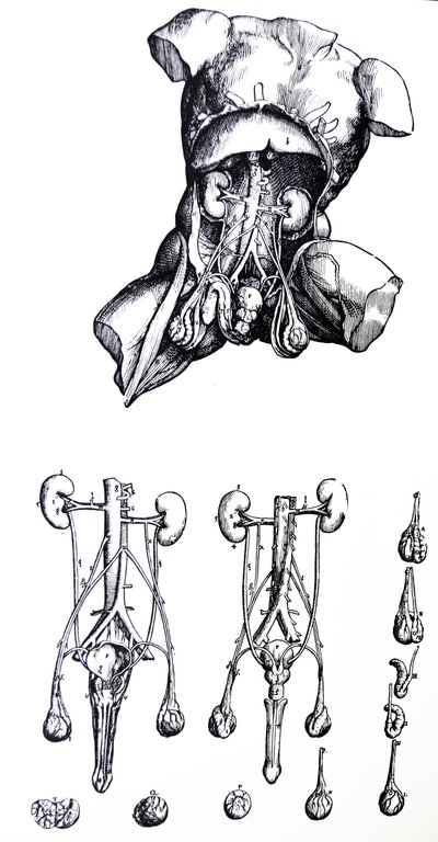 The Plates from the Fifth Book of the De Humani Corporis Fabrica by Andreas Vesalius