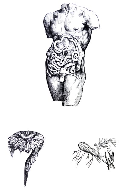 The Plates from the Fifth Book of the De Humani Corporis Fabrica by Andreas Vesalius