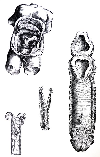 The Plates from the Fifth Book of the De Humani Corporis Fabrica by Andreas Vesalius