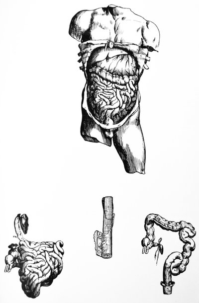 The Plates from the Fifth Book of the De Humani Corporis Fabrica by Andreas Vesalius