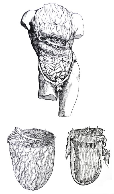 The Plates from the Fifth Book of the De Humani Corporis Fabrica by Andreas Vesalius