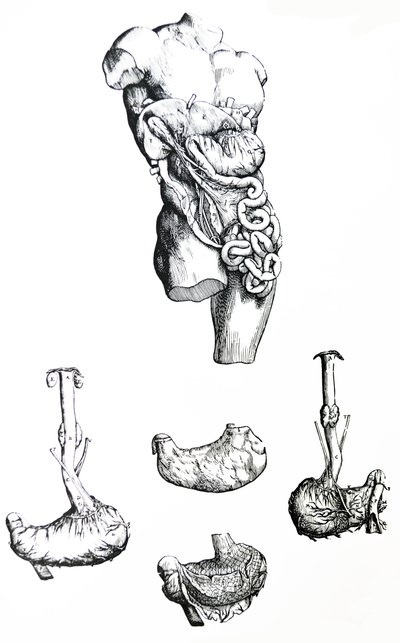 The Plates from the Fifth Book of the De Humani Corporis Fabrica by Andreas Vesalius