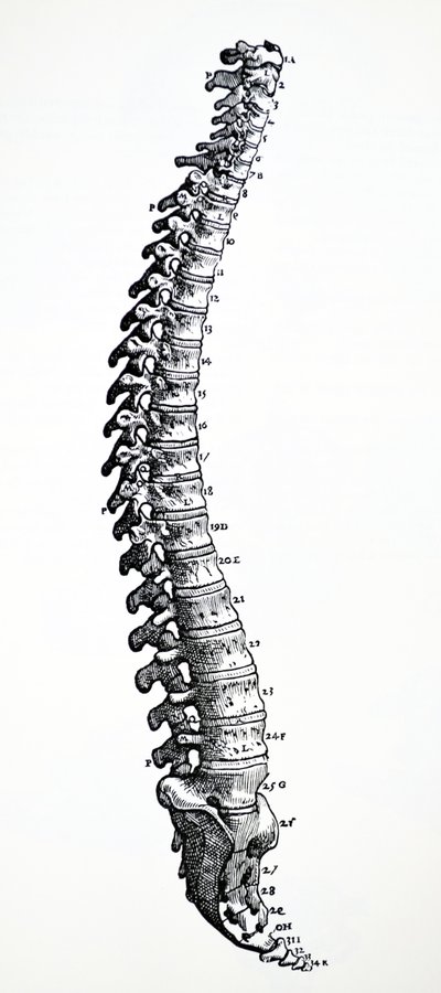 The Plates from the First Book of the De Humani Corporis Fabrica by Andreas Vesalius