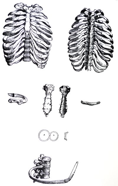 The Plates from the First Book of the De Humani Corporis Fabrica by Andreas Vesalius