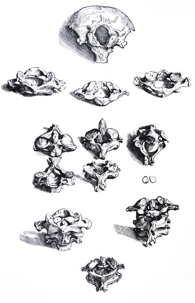 The Plates from the First Book of the De Humani Corporis Fabrica by Andreas Vesalius