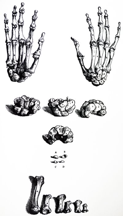 The Plates from the First Book of the De Humani Corporis Fabrica by Andreas Vesalius