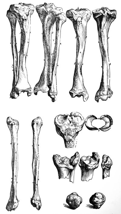 The Plates from the First Book of the De Humani Corporis Fabrica by Andreas Vesalius