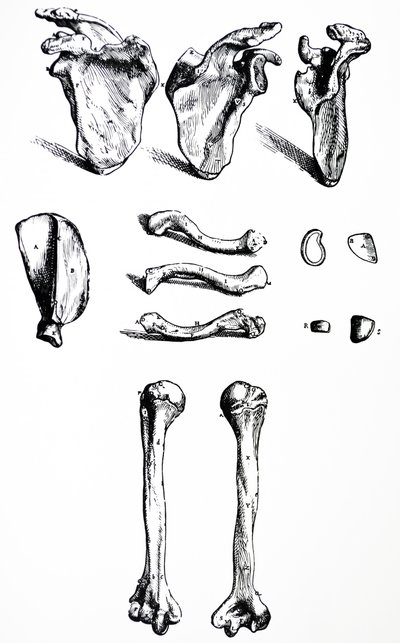 The Plates from the First Book of the De Humani Corporis Fabrica by Andreas Vesalius