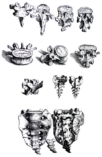 The Plates from the First Book of the De Humani Corporis Fabrica by Andreas Vesalius