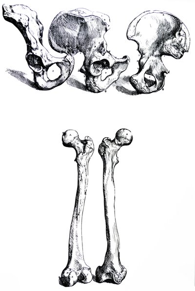 The Plates from the First Book of the De Humani Corporis Fabrica by Andreas Vesalius
