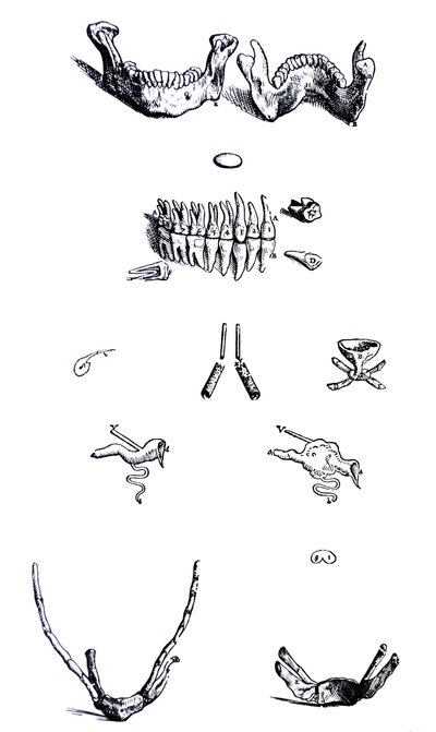 The Plates from the First Book of the De Humani Corporis Fabrica by Andreas Vesalius