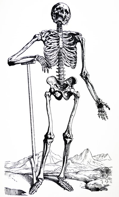 The Plates from the First Book of the De Humani Corporis Fabrica by Andreas Vesalius
