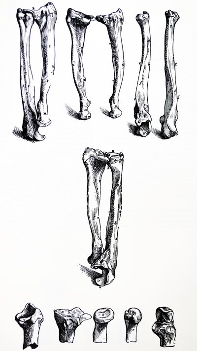 The Plates from the First Book of the De Humani Corporis Fabrica by Andreas Vesalius