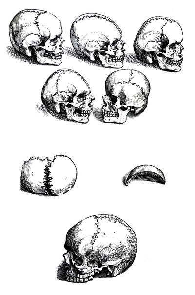 The Plates from the First Book of the De Humani Corporis Fabrica by Andreas Vesalius by Andreas Vesalius
