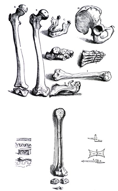 The Plates from the First Book of the De Humani Corporis Fabrica by Andreas Vesalius, (1514-1564) by Andreas Vesalius