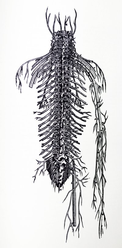 The Plates from the Fourth Book of the De Humani Corporis Fabrica by Andreas Vesalius
