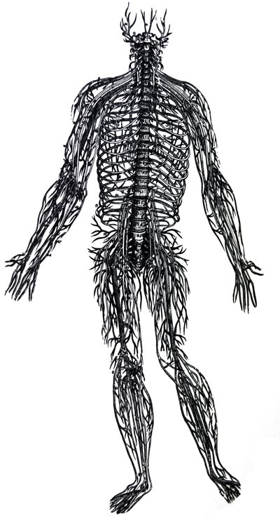 The Plates from the Fourth Book of the De Humani Corporis Fabrica by Andreas Vesalius