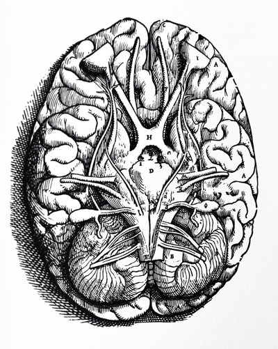 The Plates from the Fourth Book of the De Humani Corporis Fabrica by Andreas Vesalius