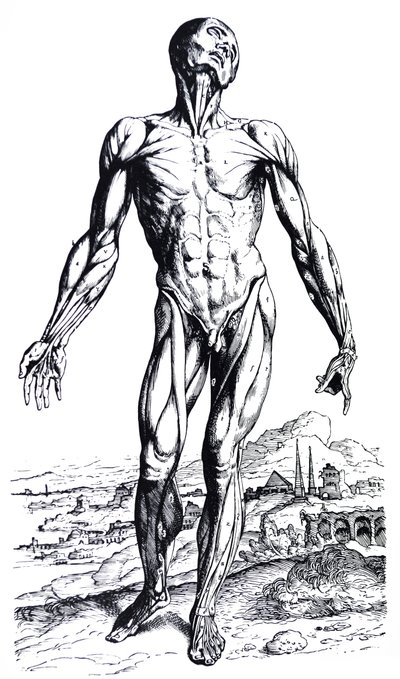 The Plates from the Second Book of the De Humani Corporis Fabrica by Andreas Vesalius