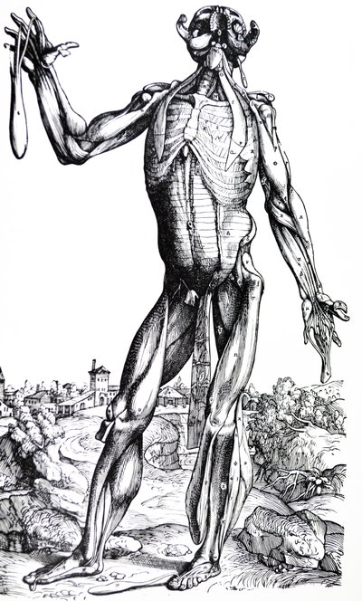 The Plates from the Second Book of the De Humani Corporis Fabrica by Andreas Vesalius