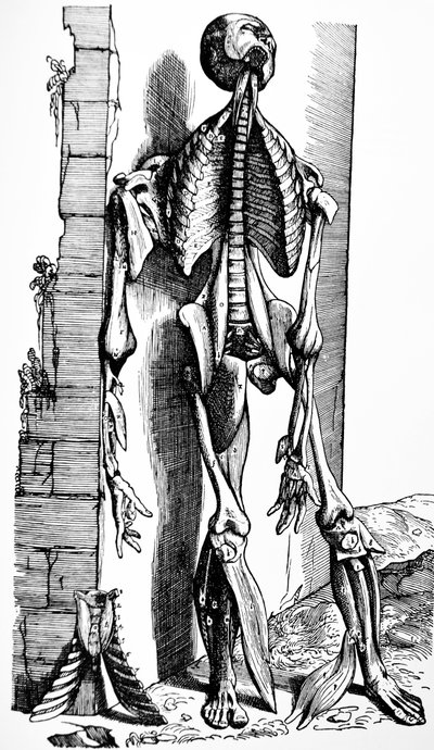 The Plates from the Second Book of the De Humani Corporis Fabrica by Andreas Vesalius