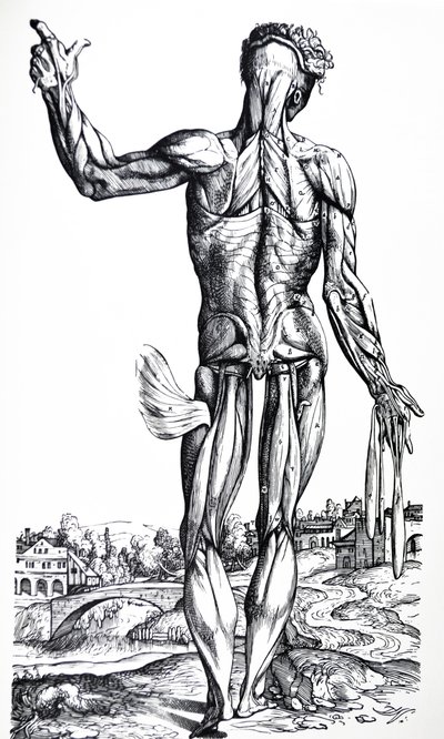 The Plates from the Second Book of the De Humani Corporis Fabrica by Andreas Vesalius