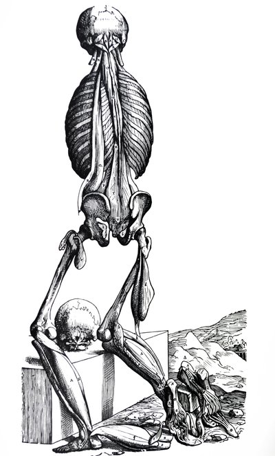 The Plates from the Second Book of the De Humani Corporis Fabrica by Andreas Vesalius