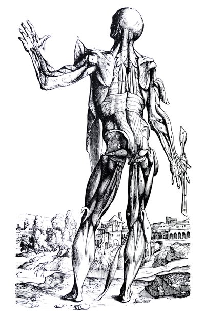 The Plates from the Second Book of the De Humani Corporis Fabrica by Andreas Vesalius
