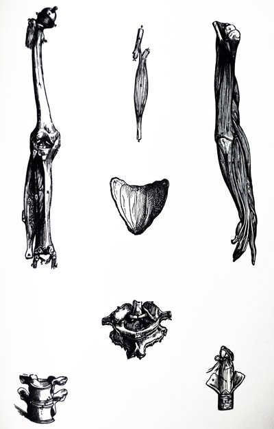 The Plates from the Second Book of the De Humani Corporis Fabrica by Andreas Vesalius