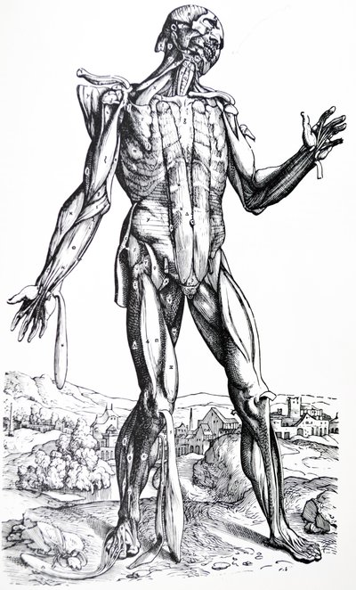 The Plates from the Second Book of the De Humani Corporis Fabrica by Andreas Vesalius