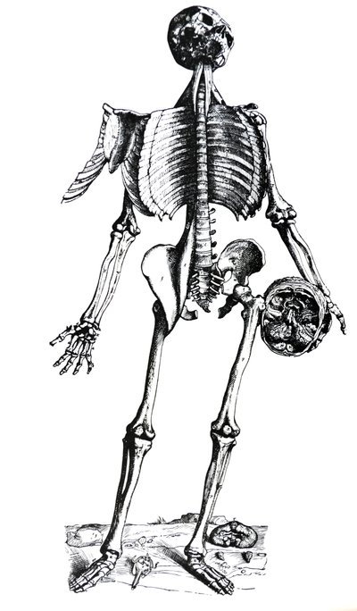 The Plates from the Seventh Book of the De Humani Corporis Fabrica by Andreas Vesalius