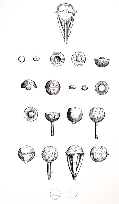 The Plates from the Seventh Book of the De Humani Corporis Fabrica by Andreas Vesalius