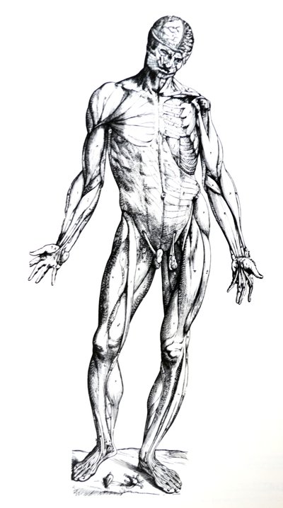 The Plates from the Seventh Book of the De Humani Corporis Fabrica by Andreas Vesalius
